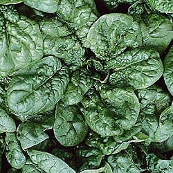 Spinach