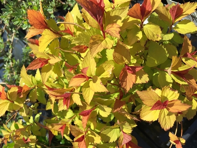 Spirea Japonica 'Magic Carpet'