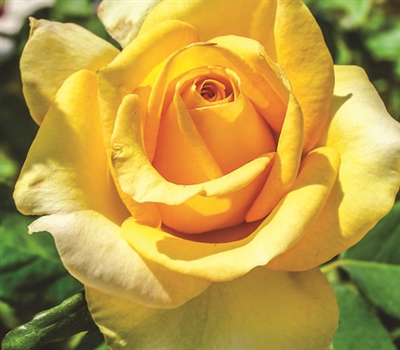 St PatrickÂ® Hybrid Tea Rose