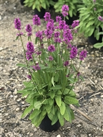 Stachys monieri 'Hummelo' Lambs Ear