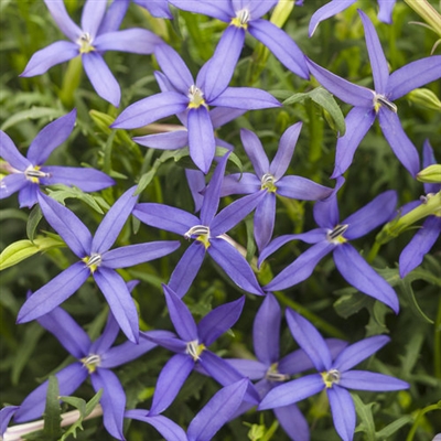 Star Flower Isotoma axillaris Beth's Blue&reg;