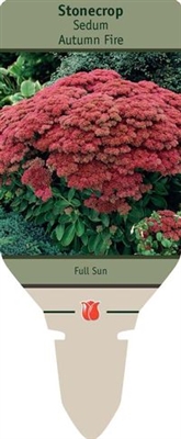 Stonecrop Sedum 'Autumn Fire'