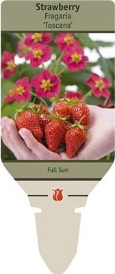 Strawberry Fragaria 'Toscana'