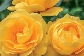 Sunbeamâ„¢ VerandaÂ® Floribunda Rose