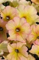 Petunia Suncatcher Varieties