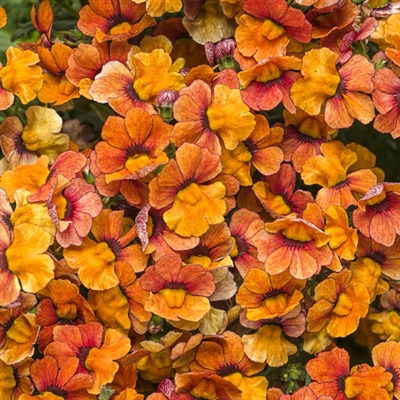 Sunsatia&reg; Blood Orange Nemesia hybrid