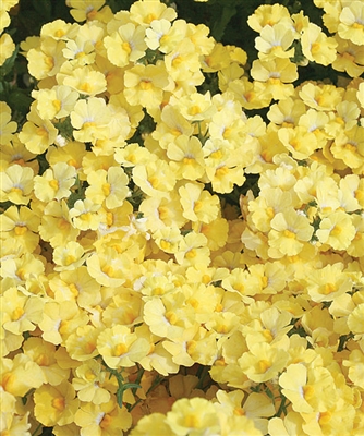 Sunsatia&reg; Lemon Nemesia hybrid