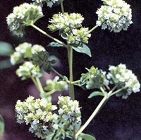 Sweet Marjoram