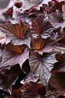 Sweet Caroline Bewitched Sweet Potato Vine Ipomoea batatas