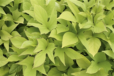 'Sweet Caroline Light Green' Sweet Potato Vine Ipomoea batatas