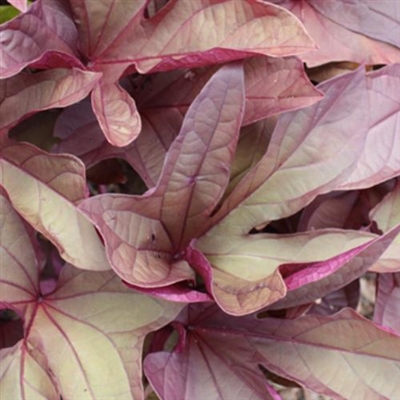 Sweet Caroline Red Sweet Potato Vine Ipomoea batatas