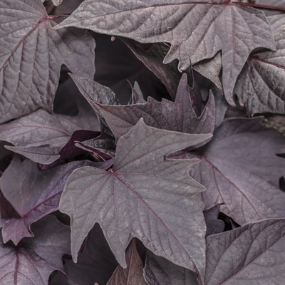 Sweet Potato Vine Sweet Caroline Ipomoea batatas