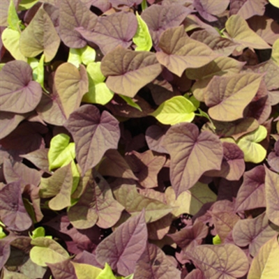 Sweet Caroline Sweetheart Red Sweet Potato Vine Ipomoea batatas