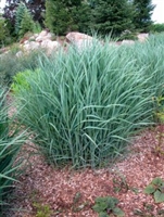 Switch Grass Panicum virgatum 'Heavy Metal'