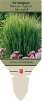 Tall Switchgrass Panicum virgatum 'Northwind'