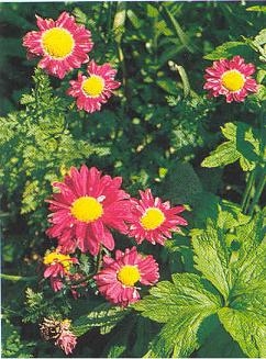 Tanacetum coccineum Painted Daisy Robinsons Rose