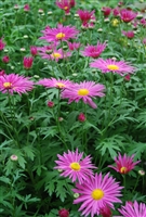 Pyrethrum Tanacetum Robinson's Red