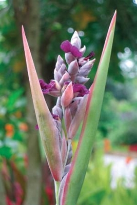 Thalia dealbata