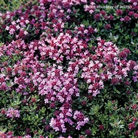 Thyme Thymus serpyllum Magic Carpet