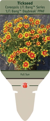 Tickseed Coreopsis 'Daybreak' PPAF