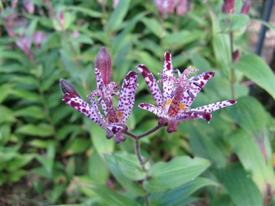 Toad Lily Tricyrtis 'Simonome'