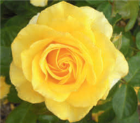 True Friendship Shrub Rose