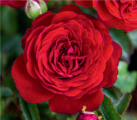 True Love Shrub Rose