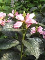 Turtlehead Chelone lyonii 'Hot Lips'