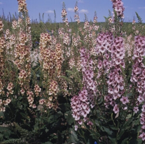 Verbascum phoeniceum Mullein