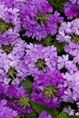 Verbena Superbena&reg; Large Lilac Blue hybrid