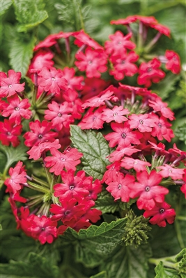 Verbena Superbena&reg; Iced Cherry hybrid