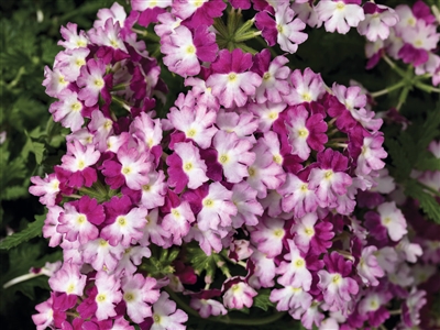 Verbena Superbena&reg; Sparkling Amethyst