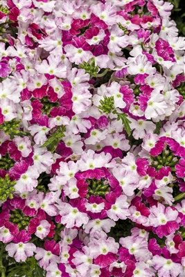 Verbena Superbena&reg; Sparkling Ruby