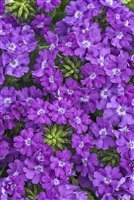 Verbena Superbena&reg; Violet Ice hybrid