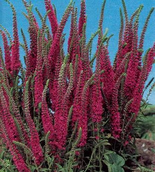 Veronica Speedwell Red Fox