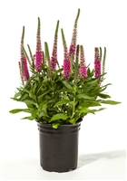 Veronica Vernique Raspberry