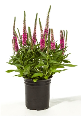 Veronica Vernique Raspberry
