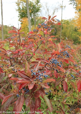 Viburnum nudum Brandywine