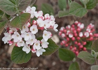 Spice Girl&reg; Koreanspice Viburnum Viburnum carlesii