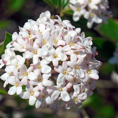 Viburnum carlesii Spice Island