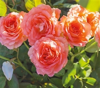 Waiheke Grandiflora Rose
