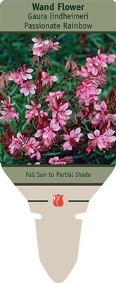 Wand Flower Gaura lindheimeri 'Passionate Rainbow'