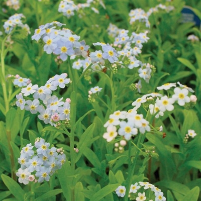 Water Forget-Me-Not, Myosotis palustris