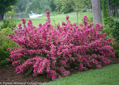 Weigela florida Sonic Bloom&reg; Pink