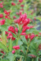 Weigela florida Sonic Bloom Red