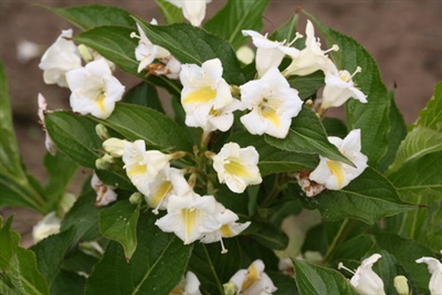 Weigela florida Sunny Side Up