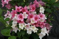 Weigela florida Trilogy