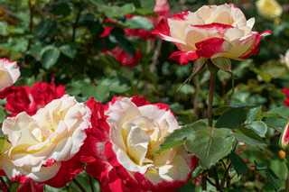 White Lies Floribunda Rose