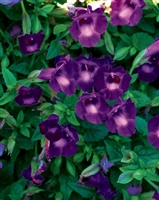 Wishbone Summer Wave Large Violet Torenia