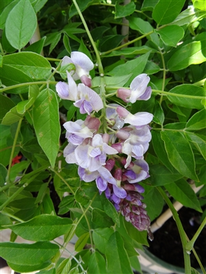 Wisteria Macrostachya 'Blue Moon'